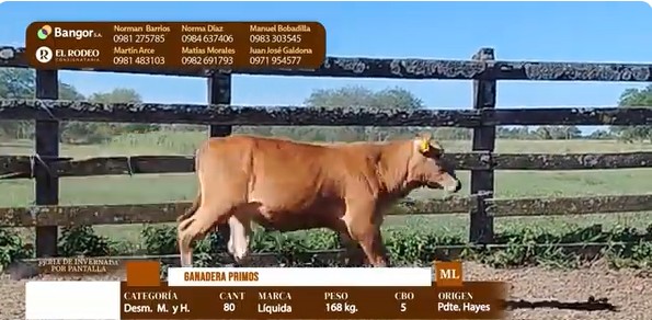 Auction For LOTE 10 - DESMAMANTES MACHOS Y HEMBRAS