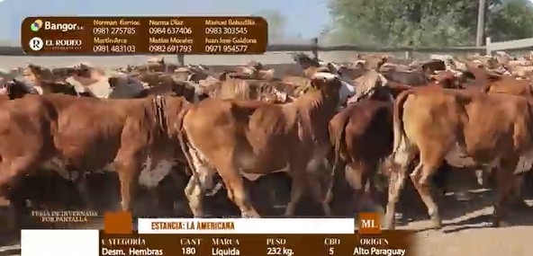 Auction For LOTE 14 - DESMAMANTES HEMBRAS