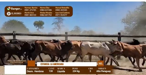 Auction For LOTE 15 - DESMAMANTES HEMBRAS