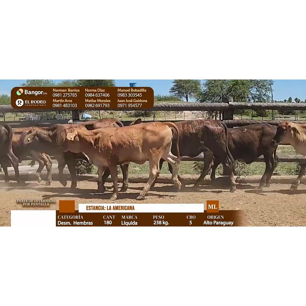 Auction For LOTE 16 - DESMAMANTES HEMBRAS