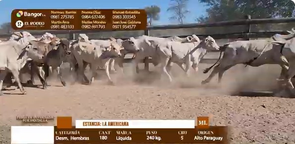 Auction For LOTE 17 - DESMAMANTES HEMBRAS