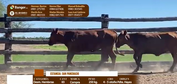 Auction For LOTE 18 - DESMAMANTES HEMBRAS