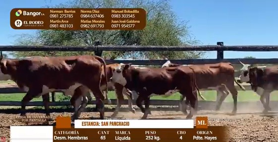 Auction For LOTE 19 - DESMAMANTES HEMBRAS