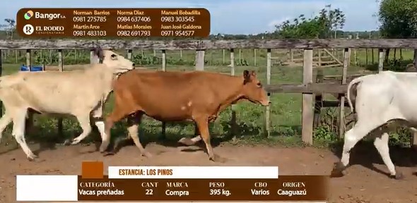 Auction For LOTE 27 - VACAS PREÑADAS