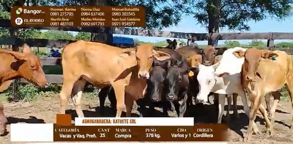 Auction For LOTE 28 - VACAS PREÑADAS Y CON CRIA