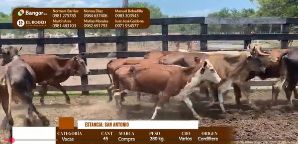Auction For LOTE 29 - VACAS
