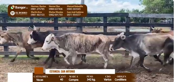 Auction For LOTE 30 - VACAS