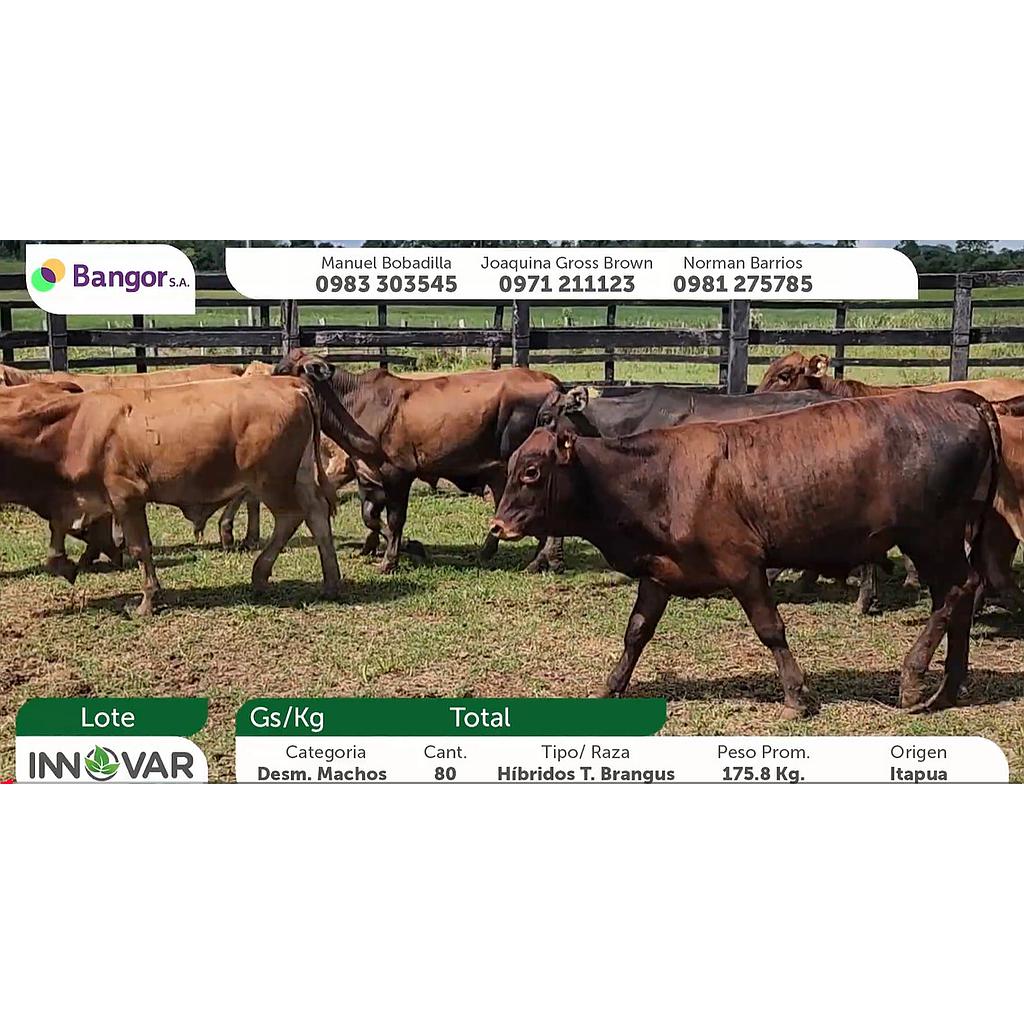 Auction For LOTE B - DESMAMANTES MACHOS