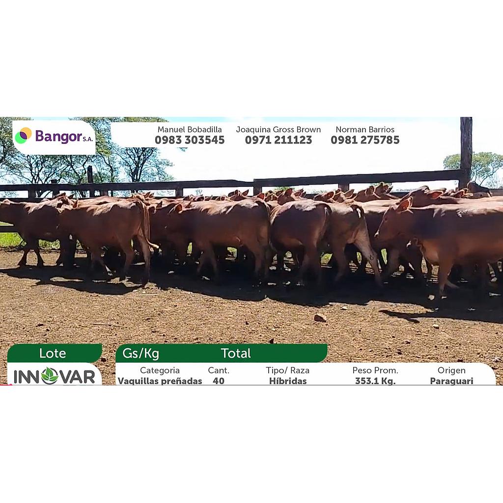 Auction For LOTE C - VAQUILLAS PREÑADAS