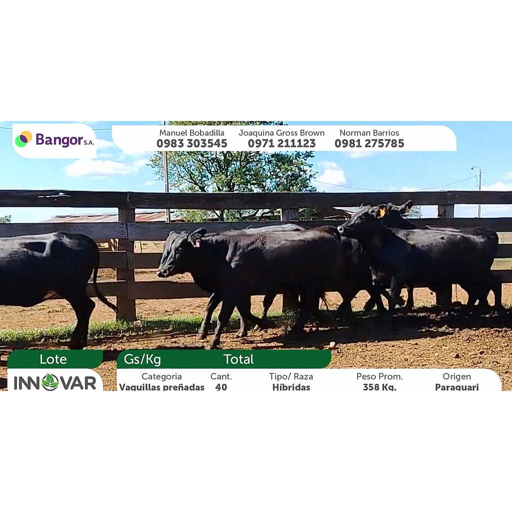 Auction For LOTE D - VAQUILLAS PREÑADAS