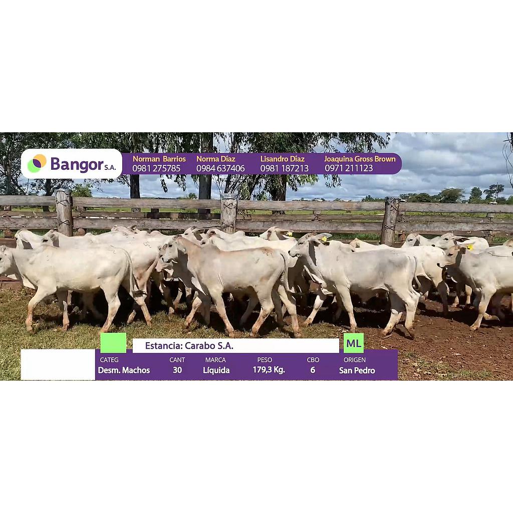 Auction For LOTE A - DESMAMANTES MACHOS