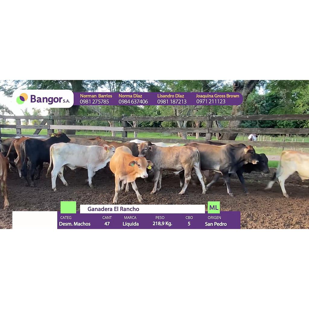 Auction For LOTE D - DESMAMANTES MACHOS Y HEMBRAS