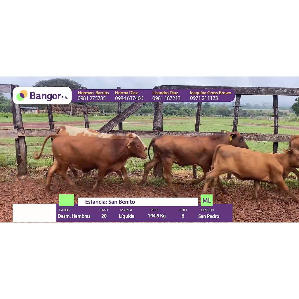 Auction For LOTE B - DESMAMANTES HEMBRAS