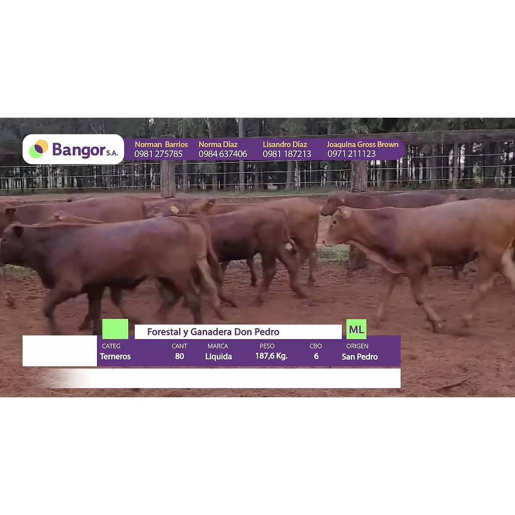 Auction For LOTE 03 - TERNEROS