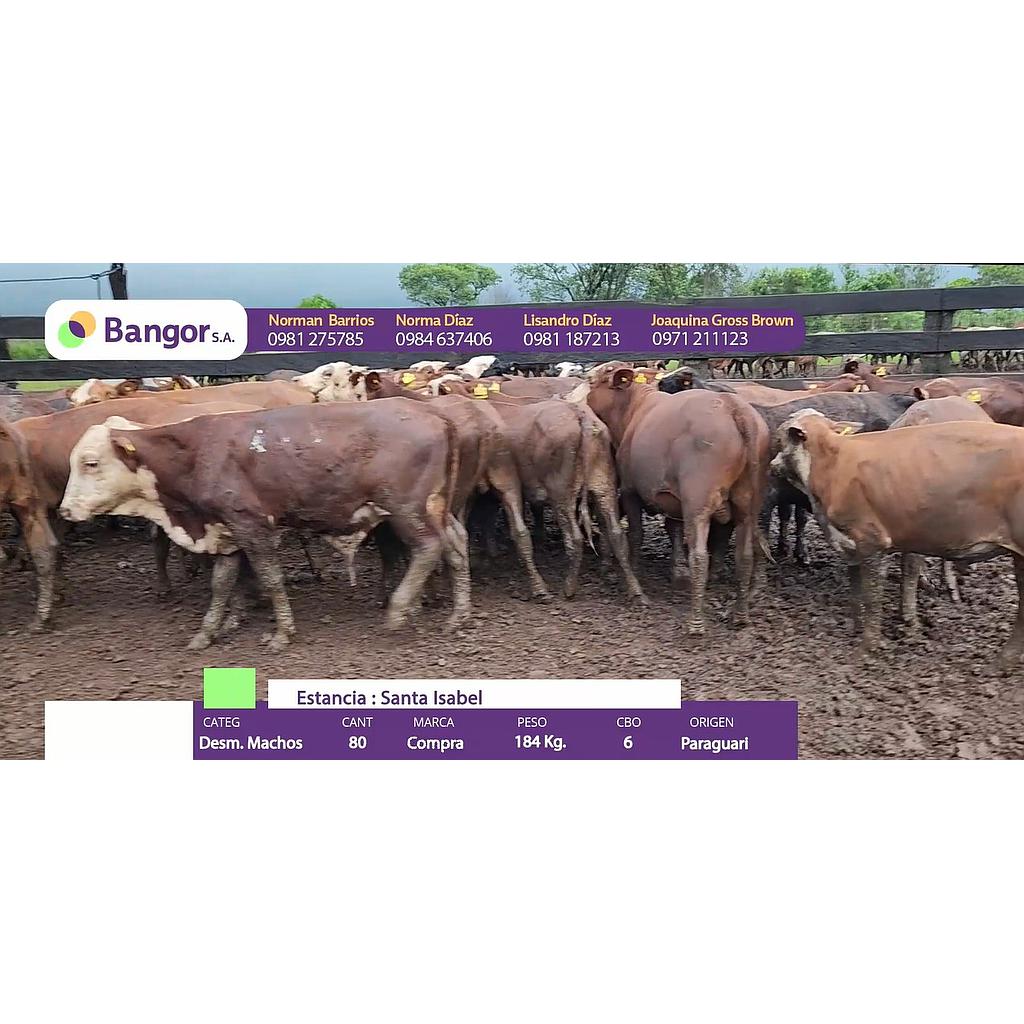 Auction For LOTE 02 - DESMAMANTES MACHOS