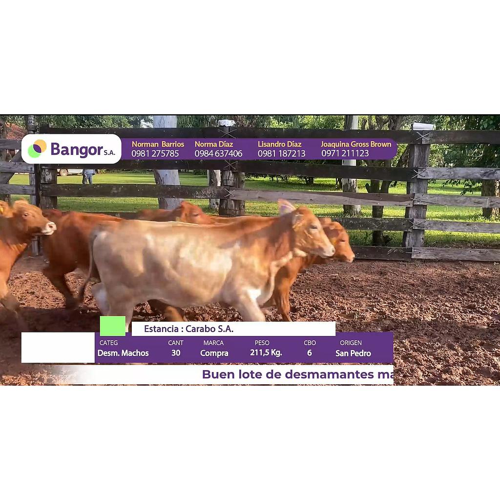 Auction For LOTE 05 - DESMAMANTES MACHOS