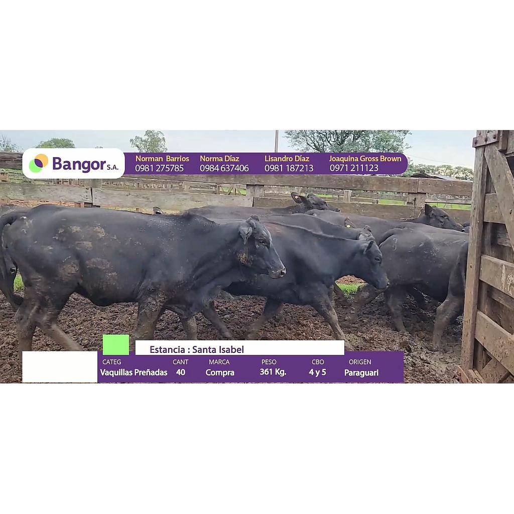 Auction For LOTE 10 - VAQUILLAS PREÑADAS