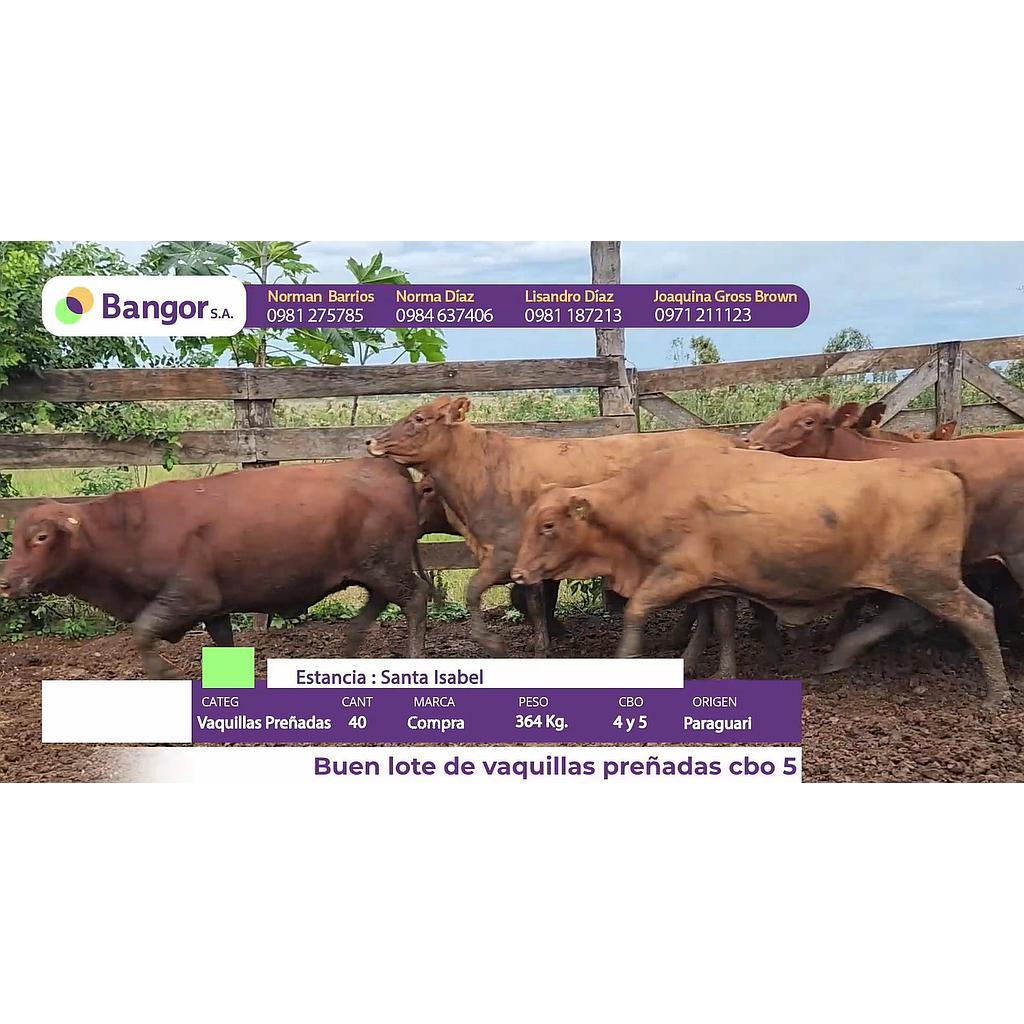 Auction For LOTE 11 - VAQUILLAS PREÑADAS