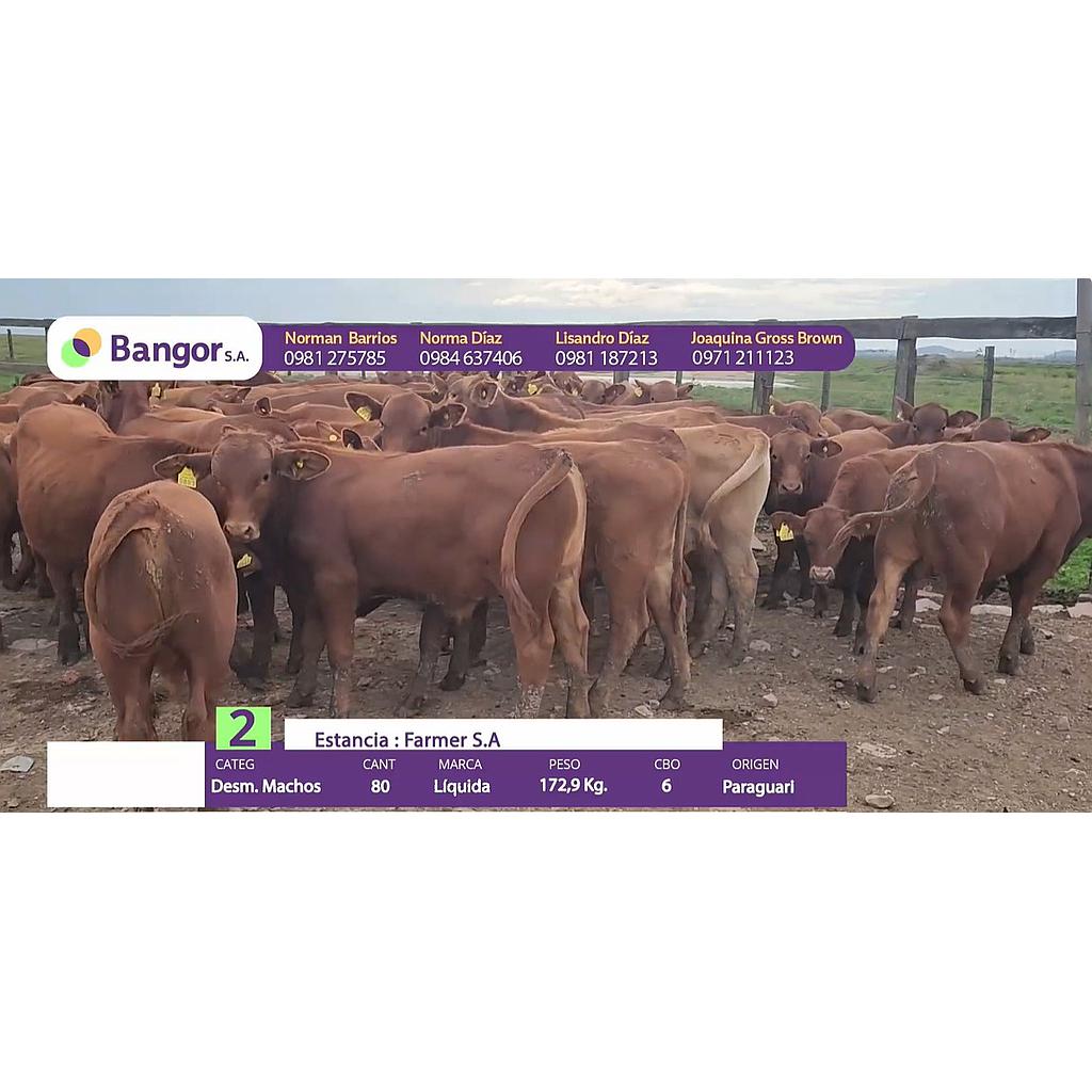 Auction For LOTE 02 - TERNEROS