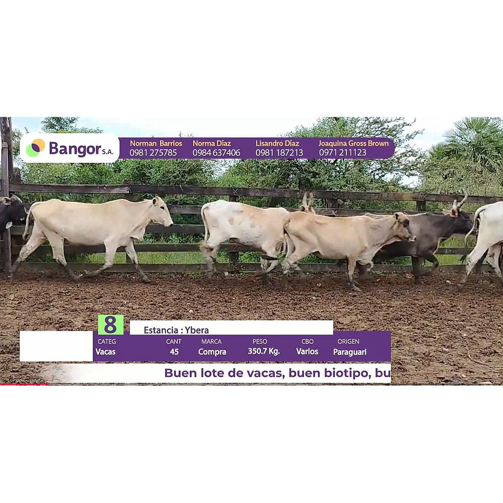 Auction For LOTE 08 - VACAS