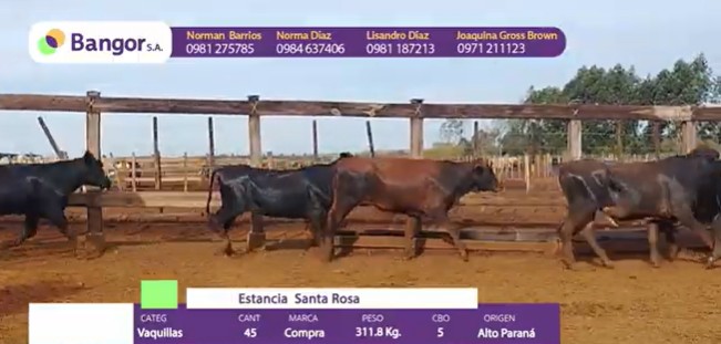 Auction For INSP 1704 - VAQUILLAS