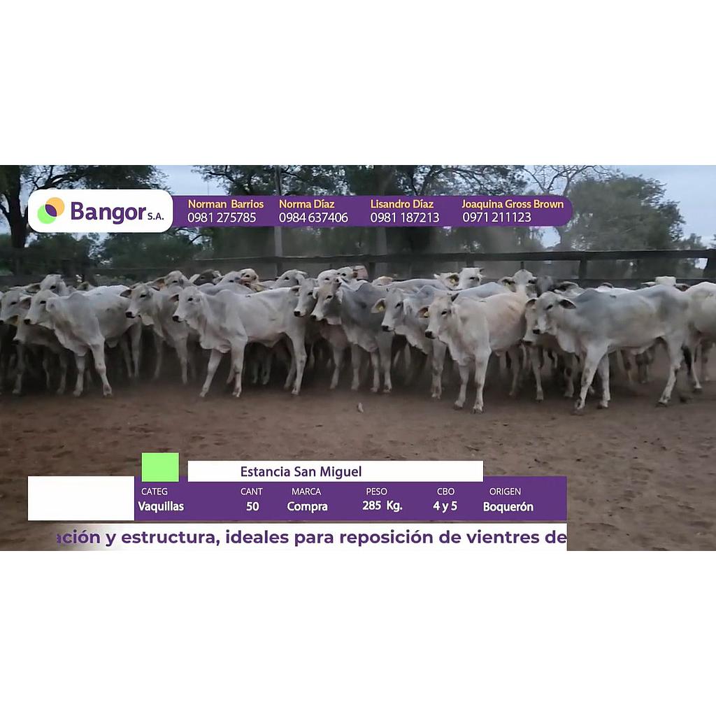 Auction For INSP 1847 - VAQUILLAS