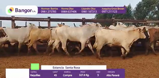 Auction For INSP 1705 - VAQUILLAS