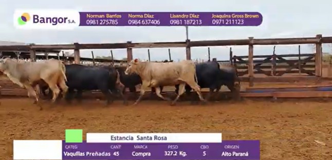 Auction For INSP 1707 - VAQUILLAS PREÑADAS