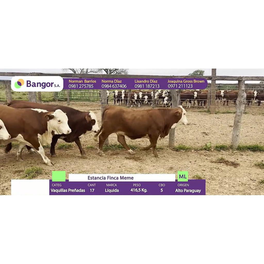 Auction For INSP 1674 - VAQUILLAS PREÑADAS