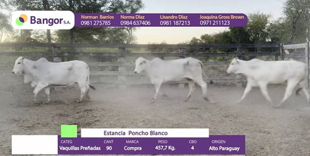 Auction For INSP 1686 - VAQUILLAS PREÑADAS