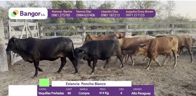 Auction For INSP 1687 - VAQUILLAS PREÑADAS