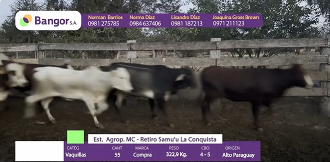 Auction For INSP 1693 - VAQUILLAS