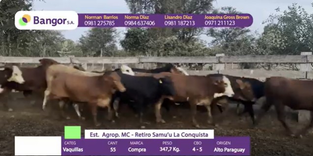 Auction For INSP 1692 - VAQUILLAS