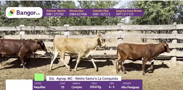 Auction For INSP 1689 - VAQUILLAS