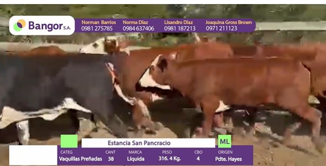 Auction For INSP 0045 - VAQUILLAS PREÑADAS