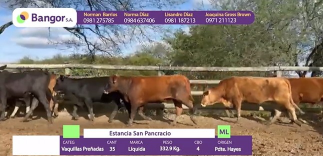 Auction For INSP 0046 - VAQUILLAS PREÑADS