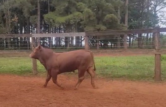Auction For RP 70536 - TORO REPRODUCTOR
