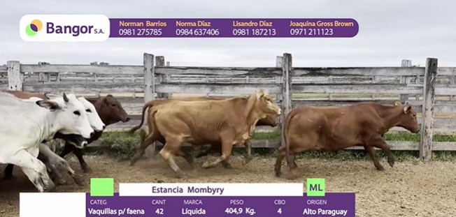 Auction For INSP 1678 - VAQUILLAS P/ FAENA