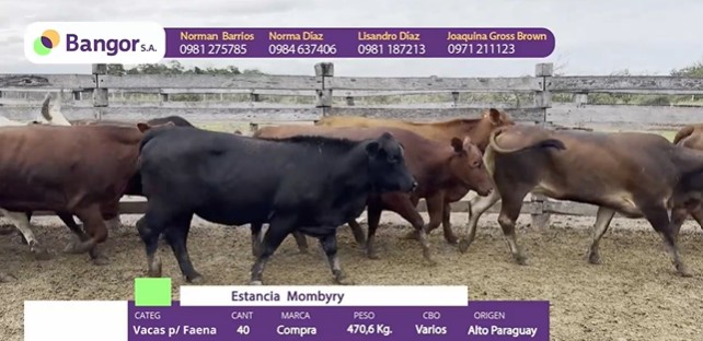 Auction For INSP 1681 - VACAS P/ FAENA