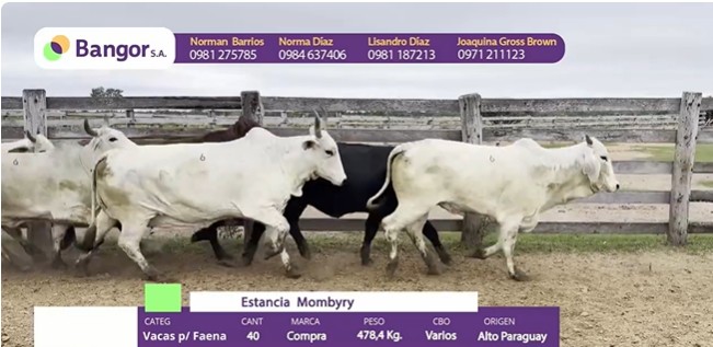 Auction For INSP 1680 - VACAS P/ FAENA