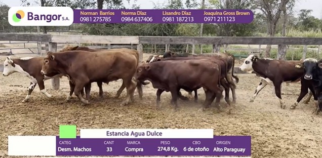 Auction For LOTE 58 - DESMAMANTES MACHOS