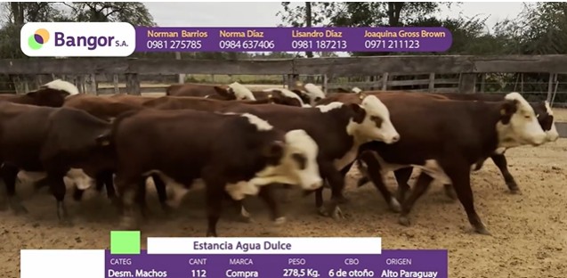 Auction For LOTE 60 - DESMAMANTES MACHOS