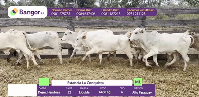 Auction For LOTE 69 - DESMAMANTES HEMBRAS