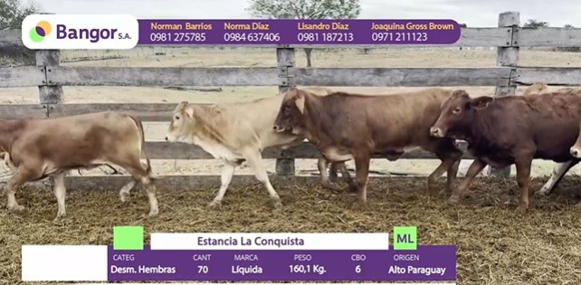 Auction For LOTE 70 - DESMAMANTES HEMBRAS