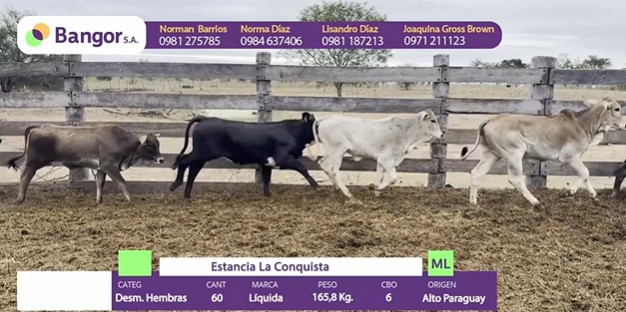 Auction For LOTE 71 - DESMAMANTES HEMBRAS