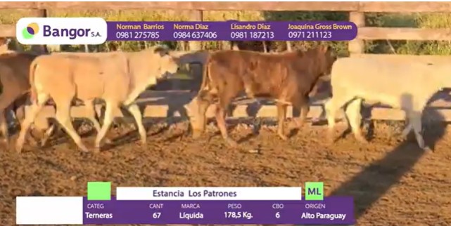 Auction For LOTE 098 - TERNERAS