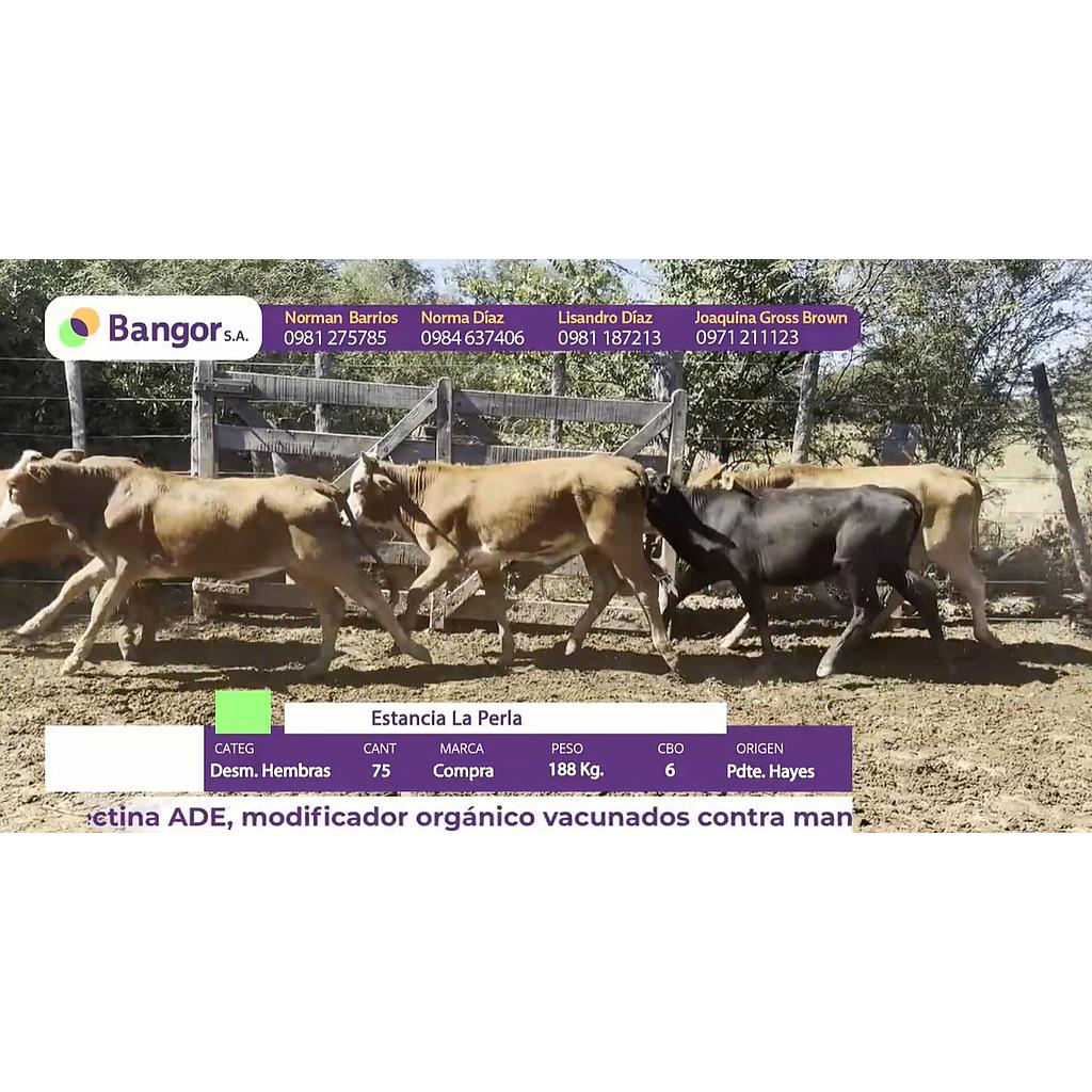 Auction For INSP. 925 - DESMAMANTES HEMBRAS
