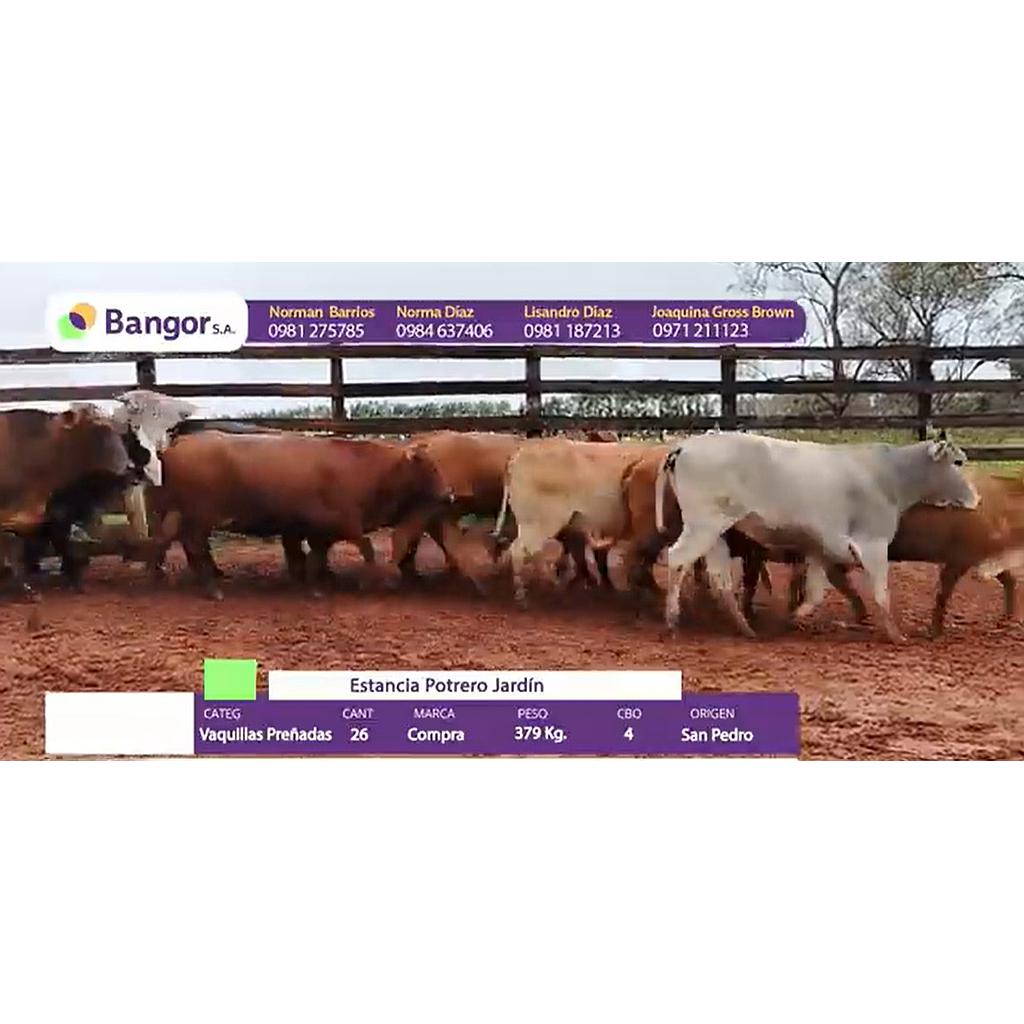 Auction For LOTE 07 - VAQUILLAS PREÑADAS