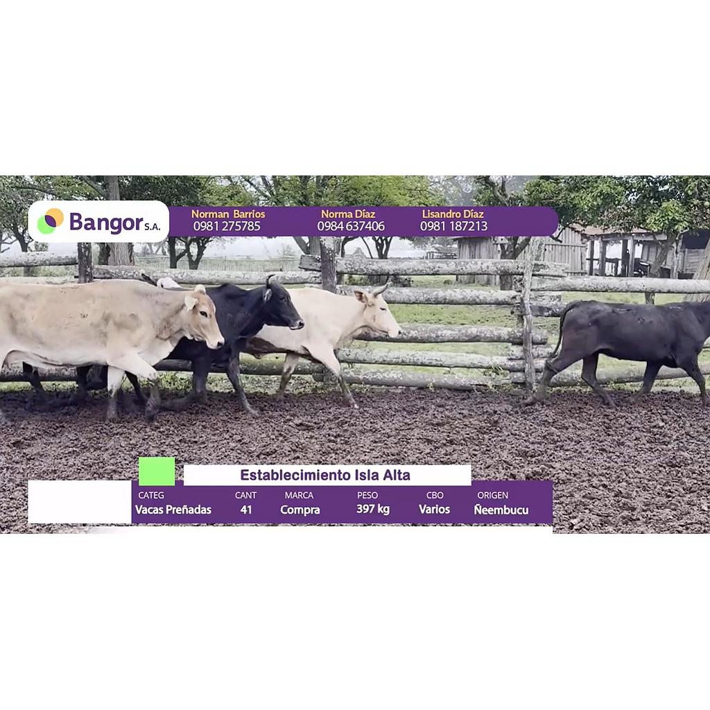 Auction For Lote 03- Vacas Preñadas