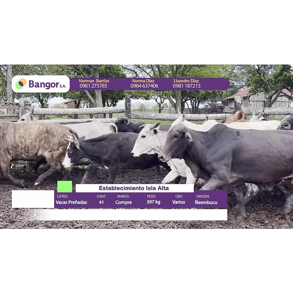 Auction For Lote 04- Vacas Preñadas